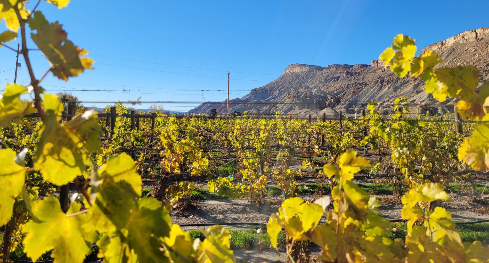 Yellowing leaves in a vineyard 