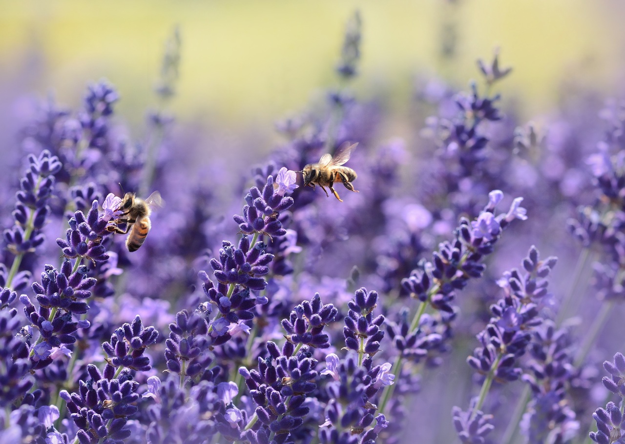 Bees on lavender plants